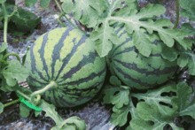 7月12吃瓜,瓜田里的那些事儿