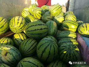 7月12吃瓜,瓜田里的那些事儿