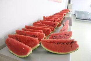 7月12吃瓜,瓜田里的那些事儿