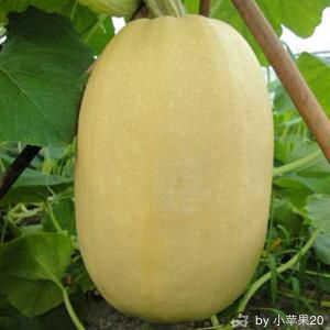 金丝绞瓜可以吃小瓜吗