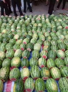 山东景点吃瓜,瓜果飘香中的文化盛宴