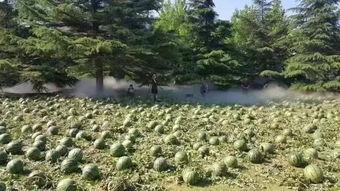 美术机构吃瓜,揭秘美术机构背后的“吃瓜”真相