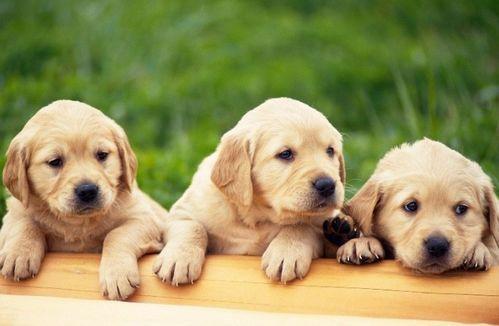 狗狗吃方瓜,揭秘方瓜的独特魅力