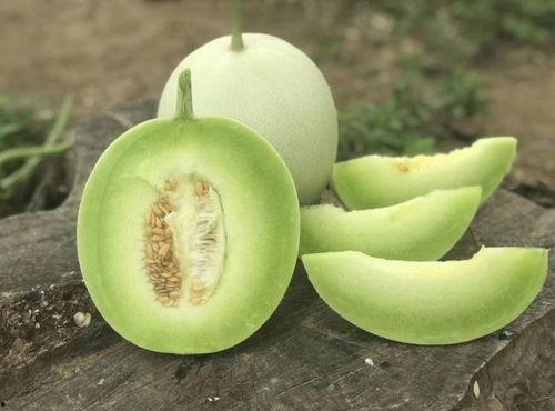 玉菇蜜瓜吃瓜过程视频,一瓜解千愁