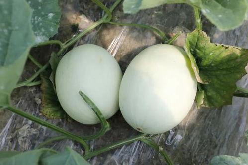 玉菇蜜瓜吃瓜过程视频,一瓜解千愁