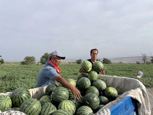 临淄区吃瓜,瓜果飘香，品味夏日田园风情