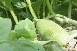 新疆吃的瓜汇总,丝路明珠的甜蜜诱惑