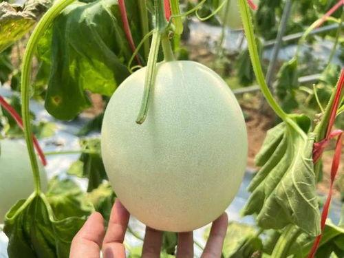 藤蜜瓜怎么吃,藤蜜瓜的多重美味吃法探索