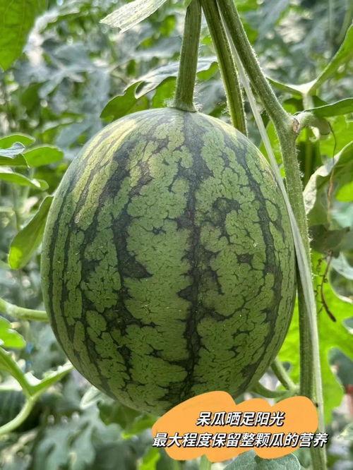 藤蜜瓜怎么吃,藤蜜瓜的多重美味吃法探索