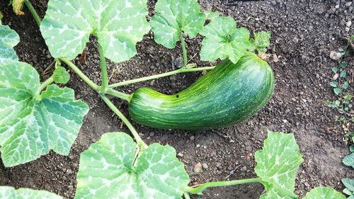 短瓠瓜怎么吃,探索美味与营养的完美结合