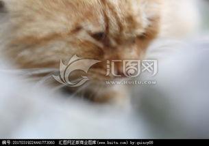 小黄猫吃瓜,小黄猫的瓜田奇遇记