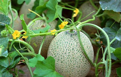 苏月月吃瓜系统,揭秘娱乐圈幕后真相