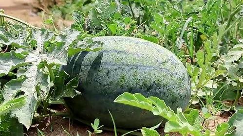 梦中吃瓜图片,瓜果飘香，揭秘梦中吃瓜的奇幻之旅