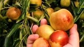 吃瓜枣丸,揭秘传统美食的养生奥秘