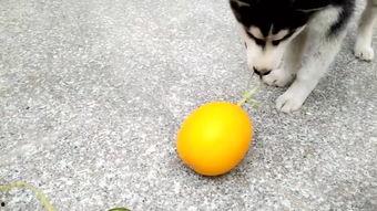 哈圈吃瓜,娱乐圈背后的那些事儿